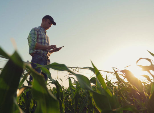 Tech-savvy farmer checks crops & secures his farm's future. Cyber security for farming protects data, operations, & profits in the age of smart agriculture.