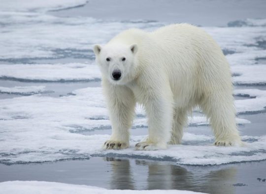 A polar bear on melting ice, symbolising the pressing issue of 'climate change' and its significance in global insurance discussions
