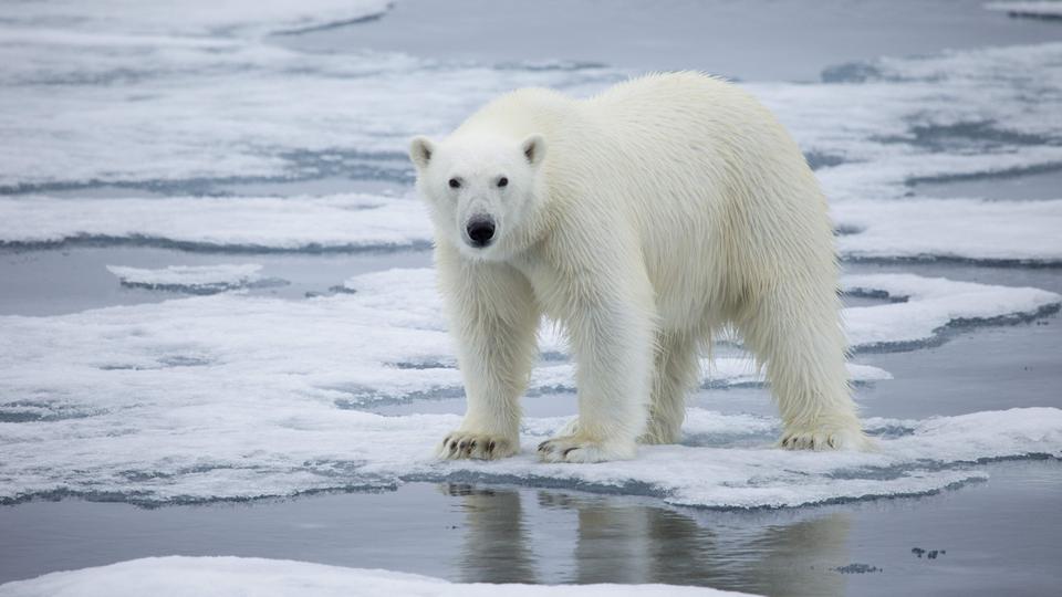 A polar bear on melting ice, symbolising the pressing issue of 'climate change' and its significance in global insurance discussions