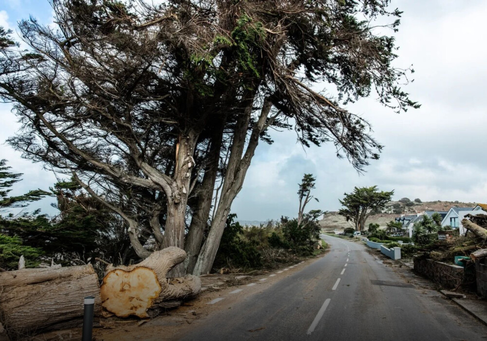 This image captures the aftermath of Storm Ciaran in Jersey. A large tree has been uprooted and fallen on the side of a road, blocking traffic and causing widespread damage. The strong winds of the storm caused extensive damage to trees and other vegetation across the Channel Islands. This image serves as a reminder of the destructive power of storms and the importance of being prepared for severe weather events.